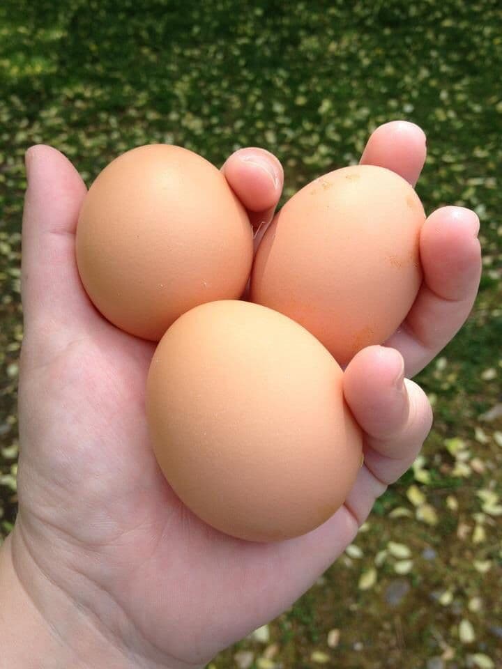 Trứng gà 23